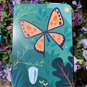 butterfly 