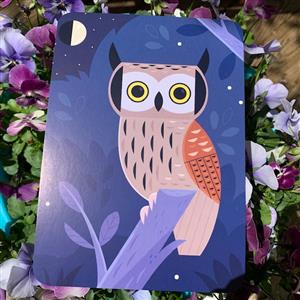 owl 