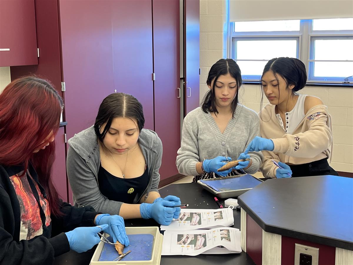 Yellow Perch Dissection